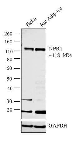 Invitrogen NPR1 Polyclonal Antibody 100 &mu;L; Unconjugated:Antibodies,