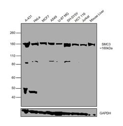 Invitrogen SMC3 Polyclonal Antibody 100 &mu;L; Unconjugated:Antibodies,