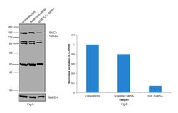 Invitrogen SMC3 Polyclonal Antibody 100 &mu;L; Unconjugated:Antibodies,