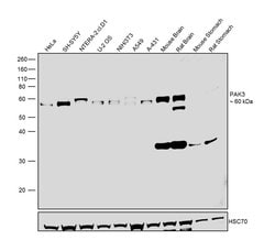 Invitrogen PAK3 Polyclonal Antibody 100 &mu;L; Unconjugated:Antibodies,