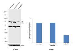Invitrogen Ku80 Polyclonal Antibody 100 &mu;L; Unconjugated:Antibodies,