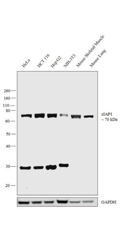 cIAP1 Polyclonal Antibody:Antibodies, Polyclonal