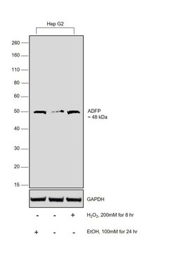 Invitrogen ADFP Polyclonal Antibody 100 &mu;L | Buy Online | Invitrogen&trade; | Fisher Scientific