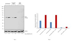 Invitrogen ADFP Polyclonal Antibody 100 &mu;L | Buy Online | Invitrogen&trade; | Fisher Scientific