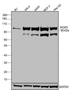 Invitrogen MCM3 Polyclonal Antibody 100 &mu;L; Unconjugated:Antibodies,