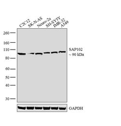 Invitrogen SAP102 Polyclonal Antibody 100 &mu;L; Unconjugated:Antibodies,
