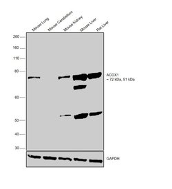 Invitrogen ACOX1 Polyclonal Antibody 100 &mu;L; Unconjugated:Antibodies,