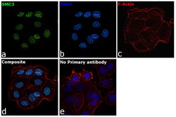 Invitrogen SMC3 Polyclonal Antibody 100 μL; Unconjugated:Antibodies,