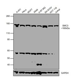Invitrogen SMC3 Polyclonal Antibody 100 μL; Unconjugated:Antibodies,