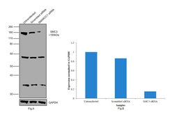 Invitrogen SMC3 Polyclonal Antibody 100 μL; Unconjugated:Antibodies,