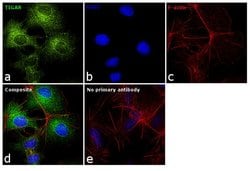 Invitrogen TIGAR Polyclonal Antibody 100 &mu;L; Unconjugated:Antibodies,