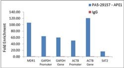 Invitrogen APE1 Polyclonal Antibody 100 &mu;L | Buy Online | Invitrogen&trade; | Fisher Scientific