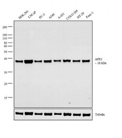 Invitrogen APE1 Polyclonal Antibody 100 &mu;L | Buy Online | Invitrogen&trade; | Fisher Scientific