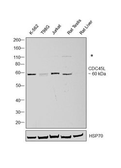 Invitrogen Cdc45L Polyclonal Antibody 100 μL; Unconjugated:Antibodies,