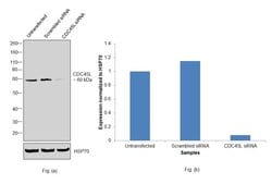Invitrogen Cdc45L Polyclonal Antibody 100 μL; Unconjugated:Antibodies,