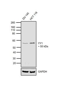 Invitrogen YY1 Polyclonal Antibody 100 &mu;L; Unconjugated:Anticuerpos