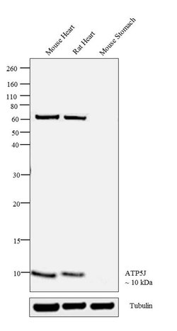 Invitrogen ATP5J Polyclonal Antibody 100 &mu;L; Unconjugated:Antibodies,