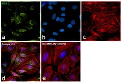 Invitrogen RSK1 Polyclonal Antibody 100 &mu;L | Buy Online | Invitrogen&trade; | Fisher Scientific