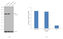Invitrogen RSK1 Polyclonal Antibody 100 &mu;L | Buy Online | Invitrogen&trade; | Fisher Scientific