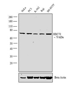 Invitrogen HSC70 Polyclonal Antibody 100 &mu;L; Unconjugated:Antibodies,