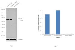 Invitrogen HSC70 Polyclonal Antibody 100 &mu;L; Unconjugated:Antibodies,