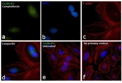 Invitrogen Cyclin B2 Polyclonal Antibody 100 μL; Unconjugated:Antibodies,