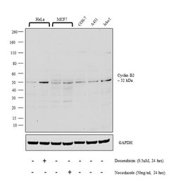 Invitrogen Cyclin B2 Polyclonal Antibody 100 μL; Unconjugated:Antibodies,