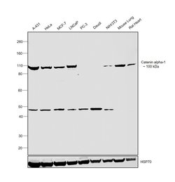 Invitrogen alpha Catenin Polyclonal Antibody 100 &mu;L; Unconjugated:Antibodies,