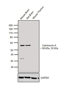 Invitrogen Calcineurin A Polyclonal Antibody 100 &mu;L; Unconjugated:Antibodies,