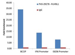 Invitrogen RUVBL1 Polyclonal Antibody 100 &mu;L | Buy Online | Invitrogen&trade; | Fisher Scientific