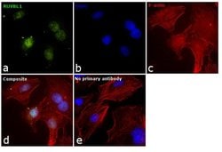 Invitrogen&trade;&nbsp;RUVBL1 Polyclonal Antibody