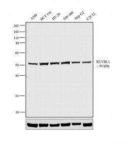 Invitrogen RUVBL1 Polyclonal Antibody 100 &mu;L | Buy Online | Invitrogen&trade; | Fisher Scientific