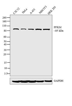 Invitrogen PFKM Polyclonal Antibody 100 &mu;L; Unconjugated:Antibodies,