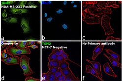 Invitrogen TGM2 Polyclonal Antibody 100 &mu;L; Unconjugated:Antibodies,