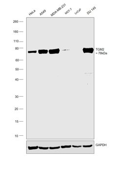 Invitrogen TGM2 Polyclonal Antibody 100 &mu;L; Unconjugated:Antibodies,