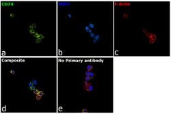 Invitrogen CD74 Polyclonal Antibody 100 &mu;L; Unconjugated:Antibodies,