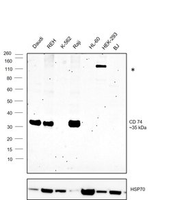 Invitrogen CD74 Polyclonal Antibody 100 &mu;L; Unconjugated:Antibodies,