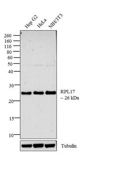 Invitrogen RPL17 Polyclonal Antibody 100 &mu;L; Unconjugated:Antibodies,