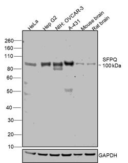 Invitrogen SFPQ Polyclonal Antibody 100 &mu;L | Buy Online | Invitrogen&trade; | Fisher Scientific