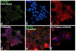 Invitrogen G3BP1 Polyclonal Antibody 100 &mu;L; Unconjugated:Antibodies,