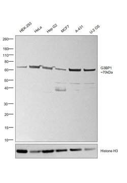 Invitrogen G3BP1 Polyclonal Antibody 100 &mu;L; Unconjugated:Antibodies,