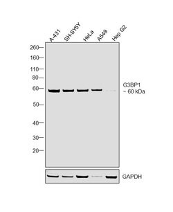 Invitrogen G3BP1 Polyclonal Antibody 100 &mu;L; Unconjugated:Antibodies,