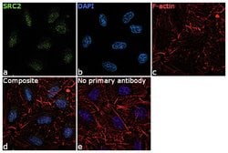 Invitrogen SRC2 Polyclonal Antibody 100 &mu;L; Unconjugated:Antibodies,
