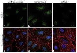 Invitrogen SRC2 Polyclonal Antibody 100 &mu;L; Unconjugated:Antibodies,