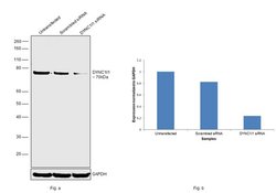 Invitrogen DYNC1I1 Polyclonal Antibody 100 &mu;L | Buy Online | Invitrogen&trade; | Fisher Scientific