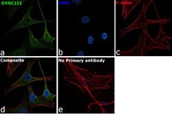 Invitrogen DYNC1I1 Polyclonal Antibody 100 &mu;L; Unconjugated:Antibodies,