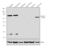 Invitrogen DYNC1I1 Polyclonal Antibody 100 &mu;L; Unconjugated:Antibodies,