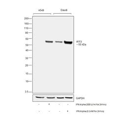Invitrogen IFIT3 Polyclonal Antibody 100 &mu;L; Unconjugated:Antibodies,