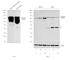 Invitrogen Transferrin Polyclonal Antibody 100 &mu;L | Buy Online | Invitrogen&trade; | Fisher Scientific