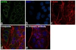 Invitrogen TFAM Polyclonal Antibody 100 &mu;L; Unconjugated:Antibodies,